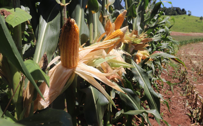 Candói abre inscrições para Campo Forte na segunda-feira, dia 10.